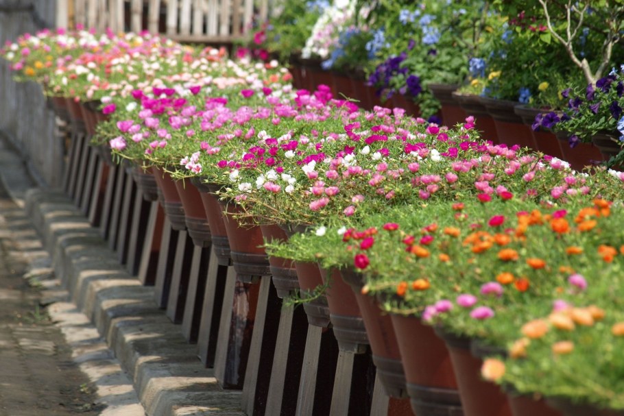 Портулак на клумбе