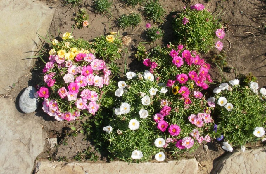 Портулак и эшшольция