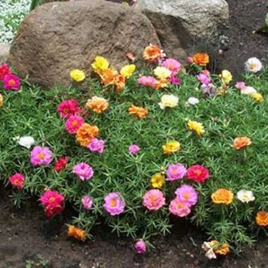 Портулак Альпийский