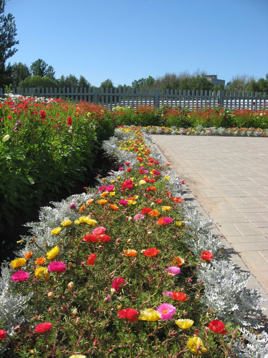 Портулак в бордюре