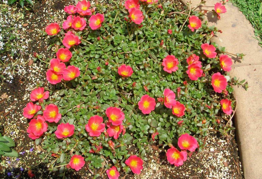 Портулак цветы многолетники почвопокровные