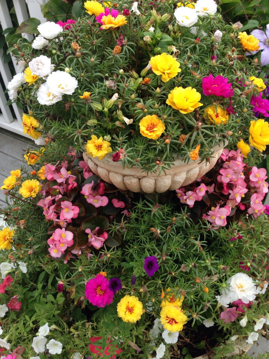 Портулак и эшшольция