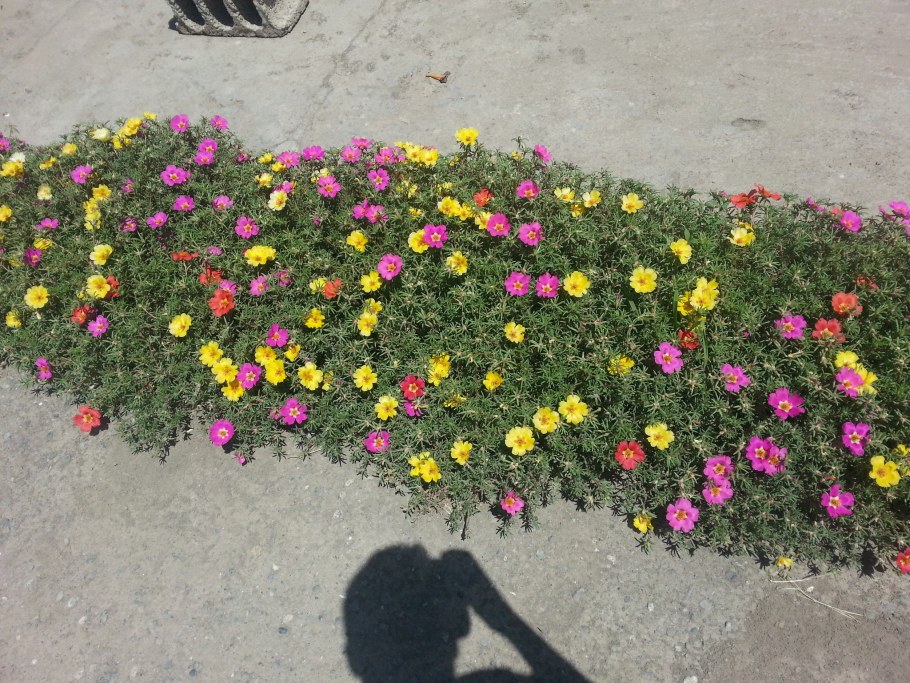 Портулак почвопокровный