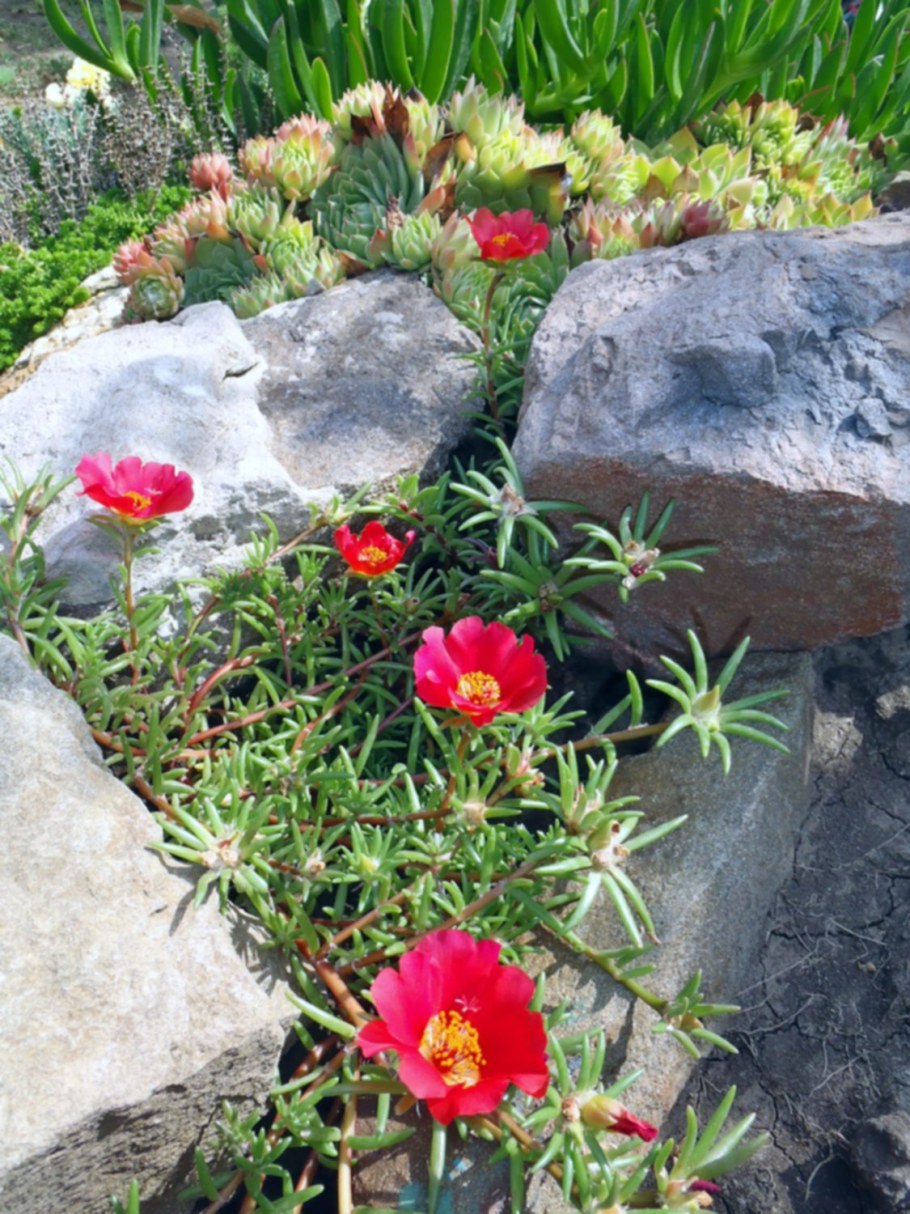 Портулак Альпийский