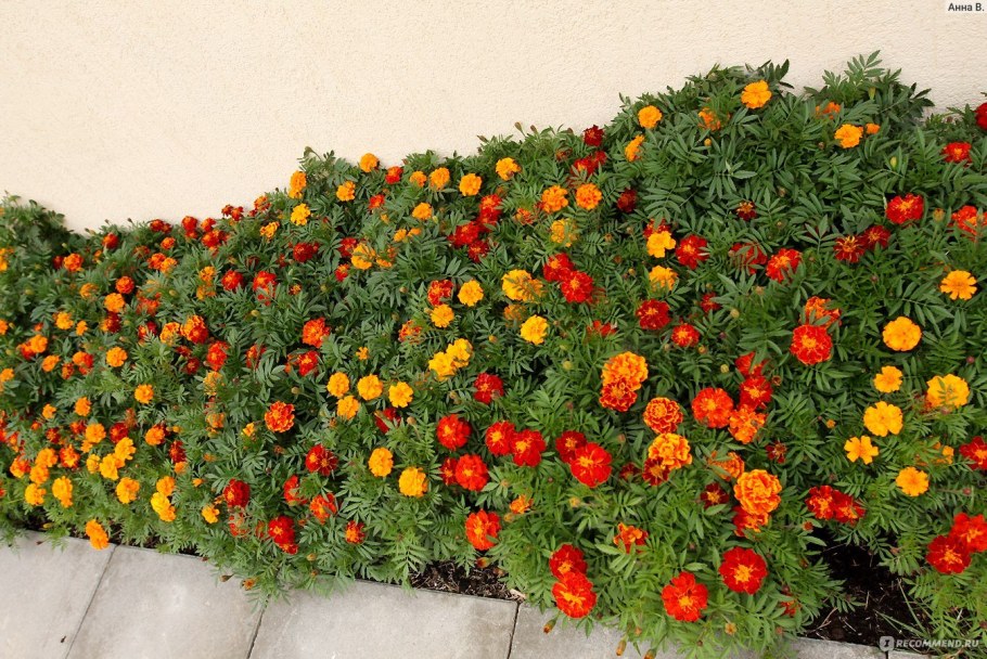 Портулак Тагетес