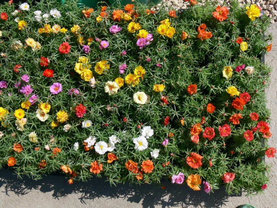 Портулак однолетник