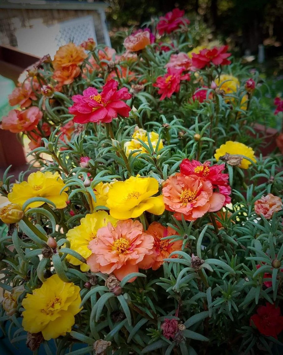 Портулак крупноцветковый