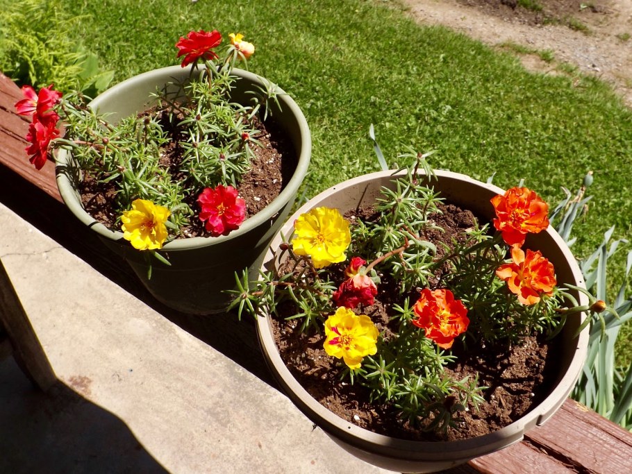 Портулак махровый