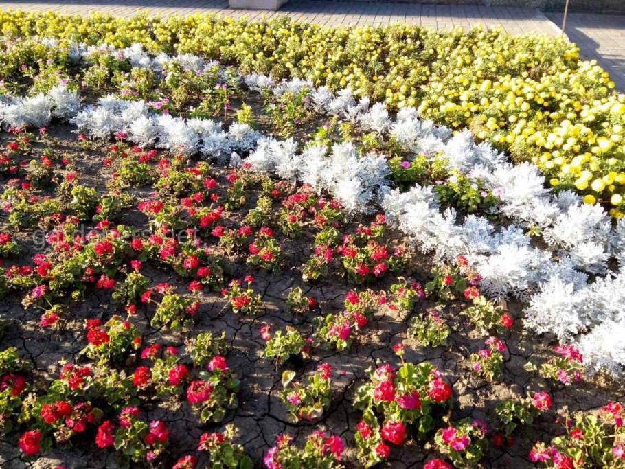 Портулак в бордюре