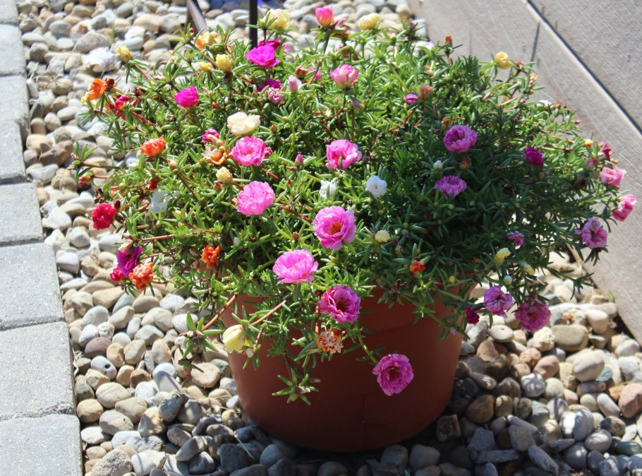 Портулак садовый