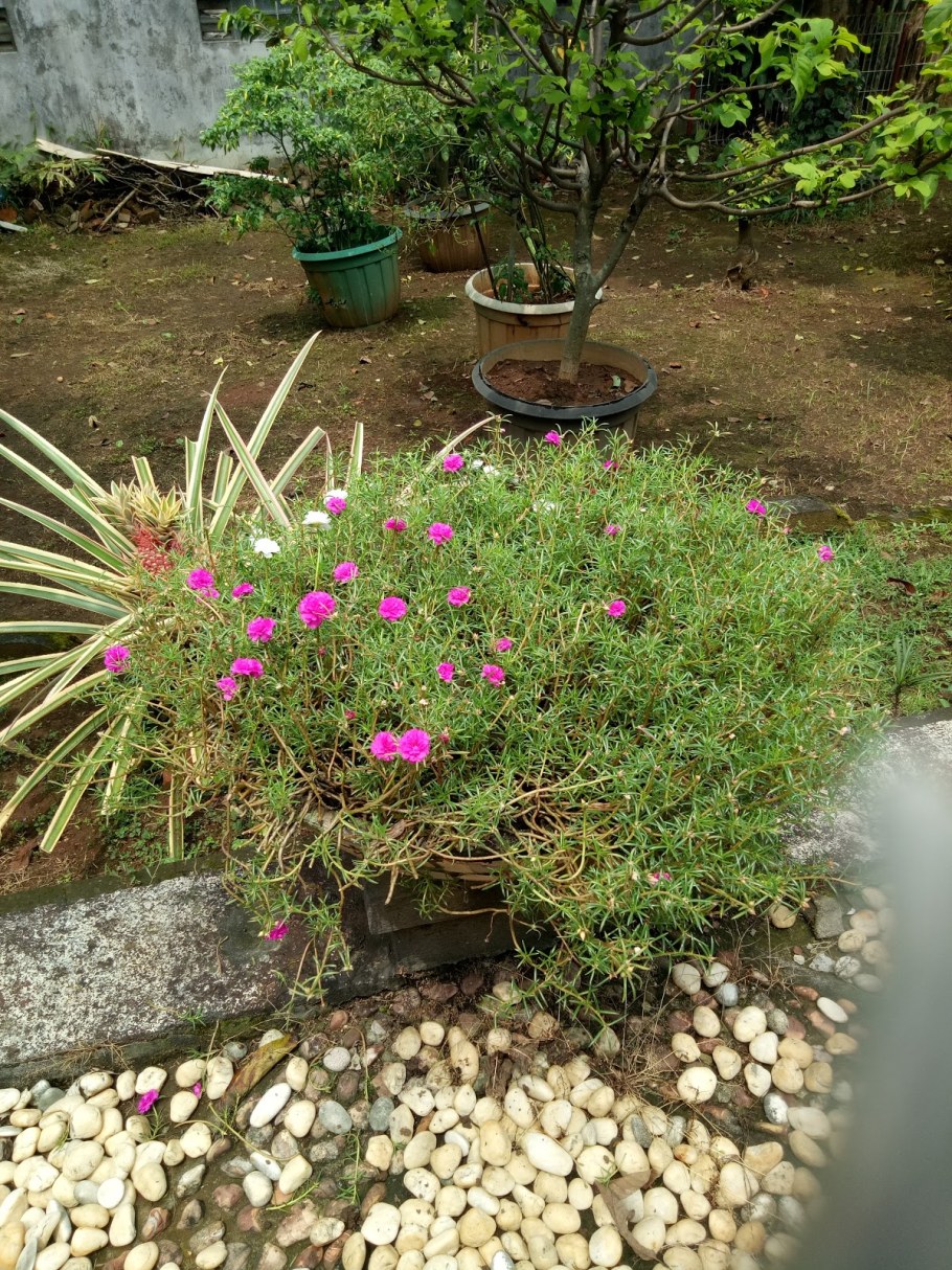 Портулак огородный декоративный