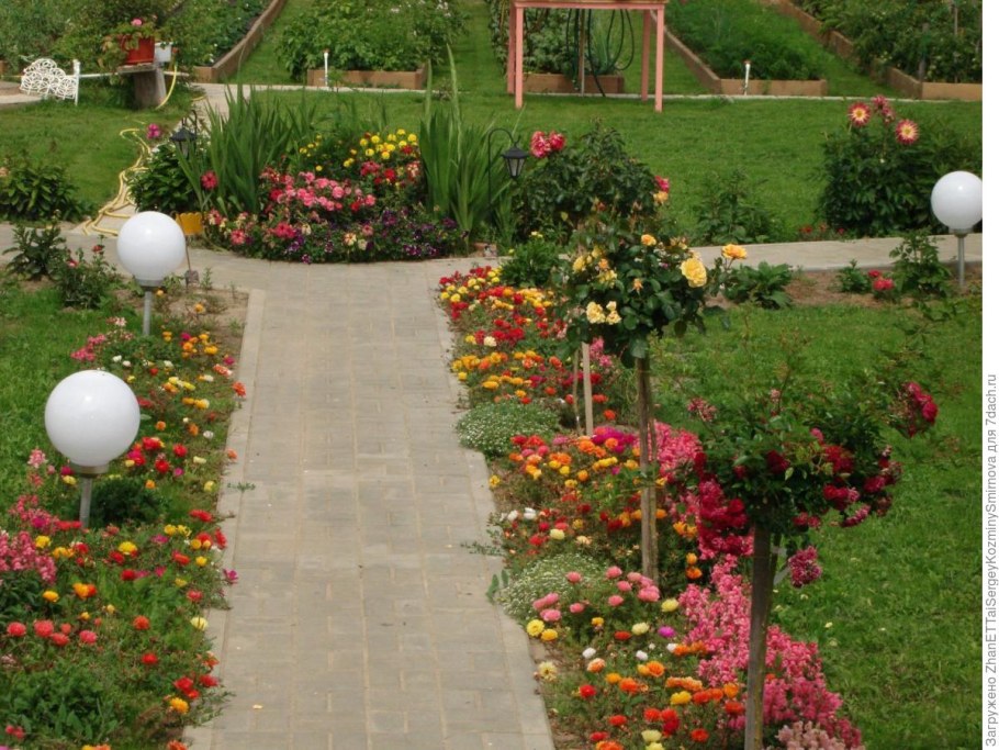 Портулак в цветнике