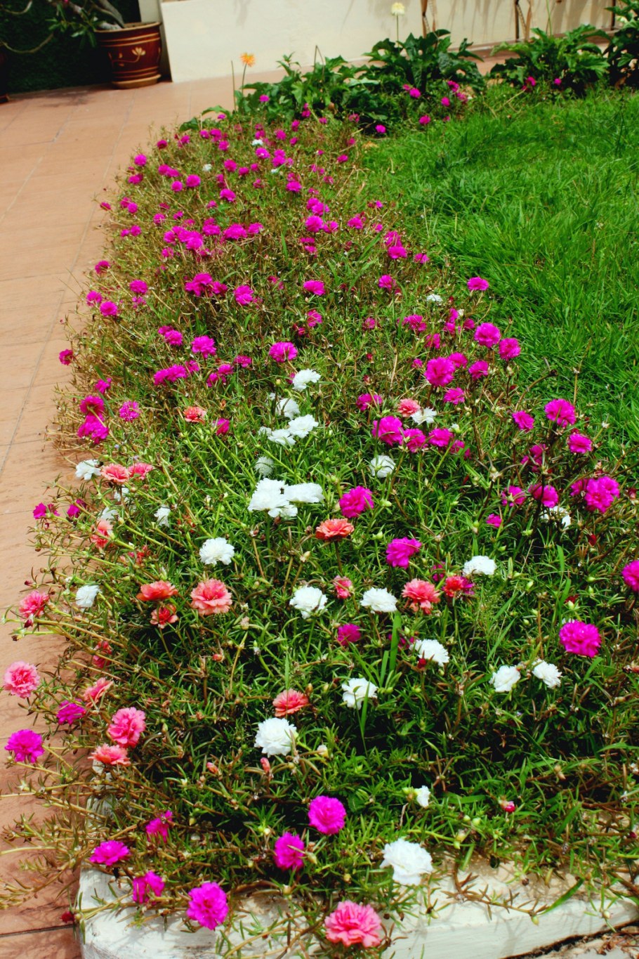 Цветы портулак махровый