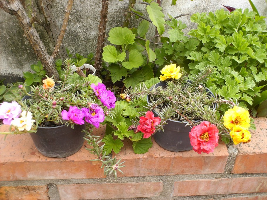 Портулак на клумбе