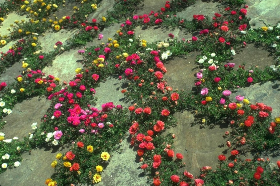 Цветы портулак в клумбах