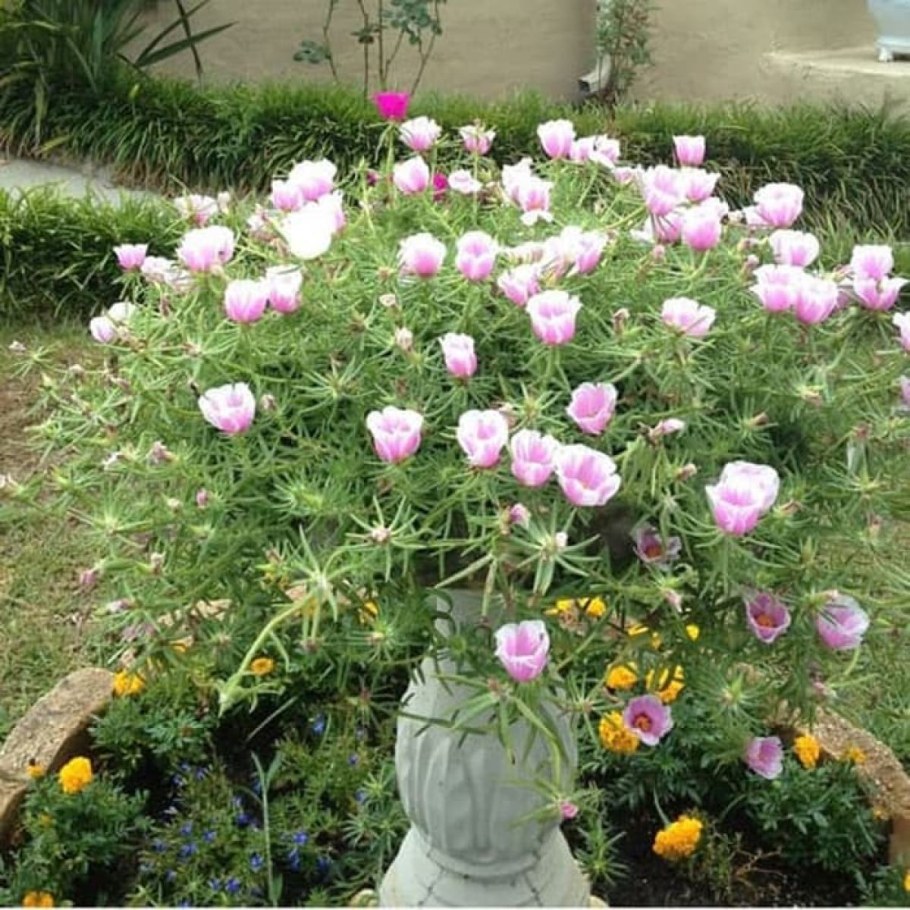 Портулак крупноцветковый Шахерезада