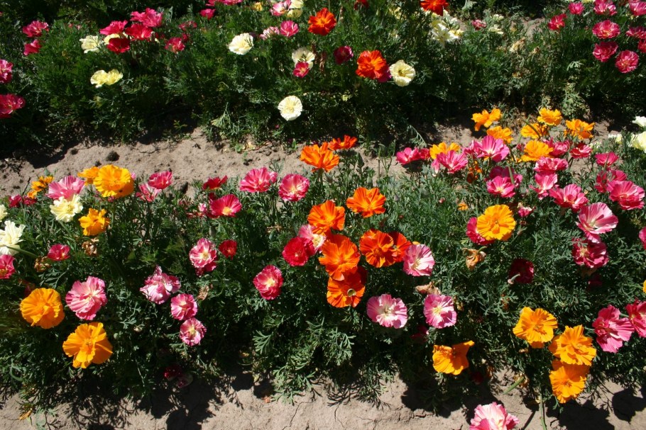 Портулак и эшшольция