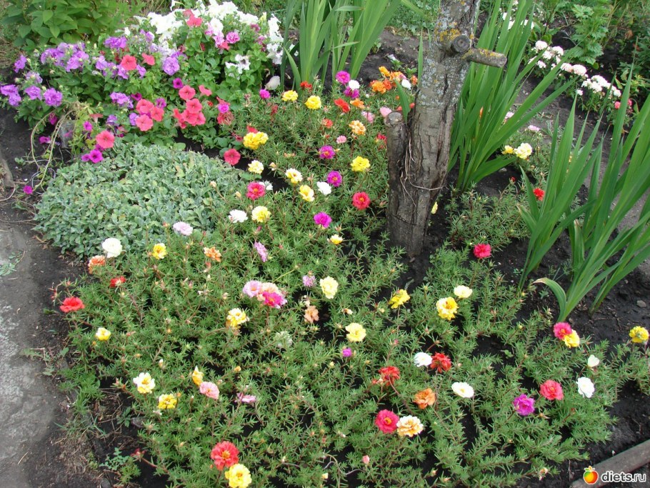 Портулак Garden Star,