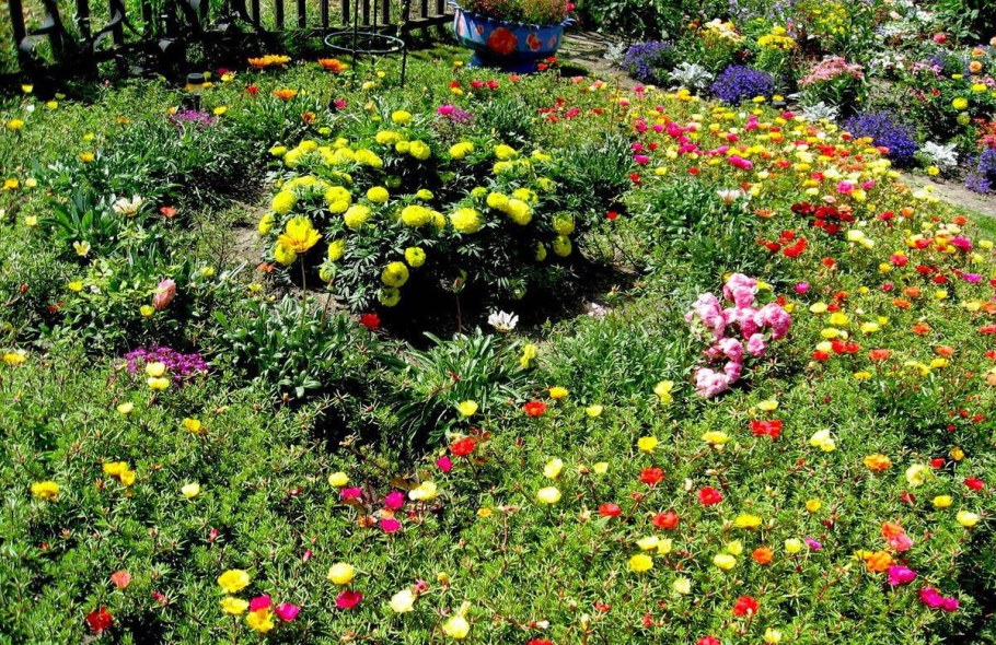 Портулак махровый на клумбе