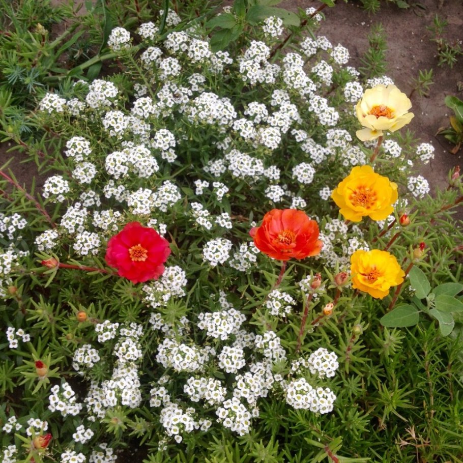 Портулак махровый многолетний