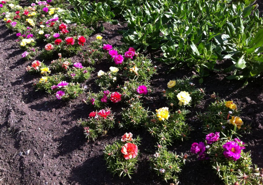 Цветы портулак в клумбах