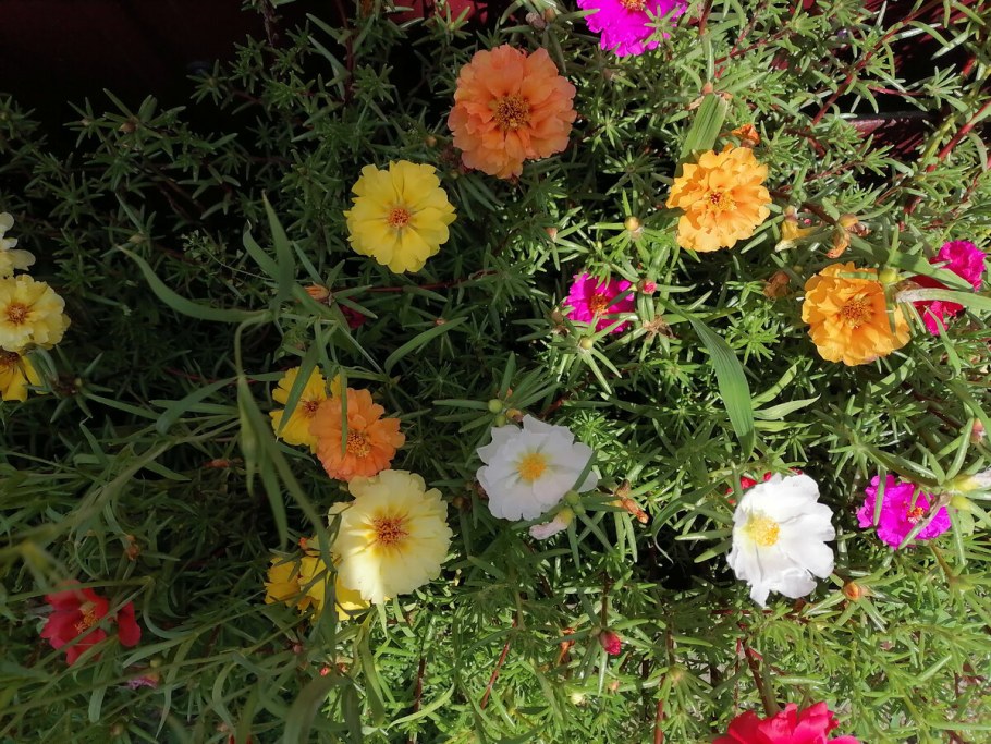 Цветы портулак Шахерезада