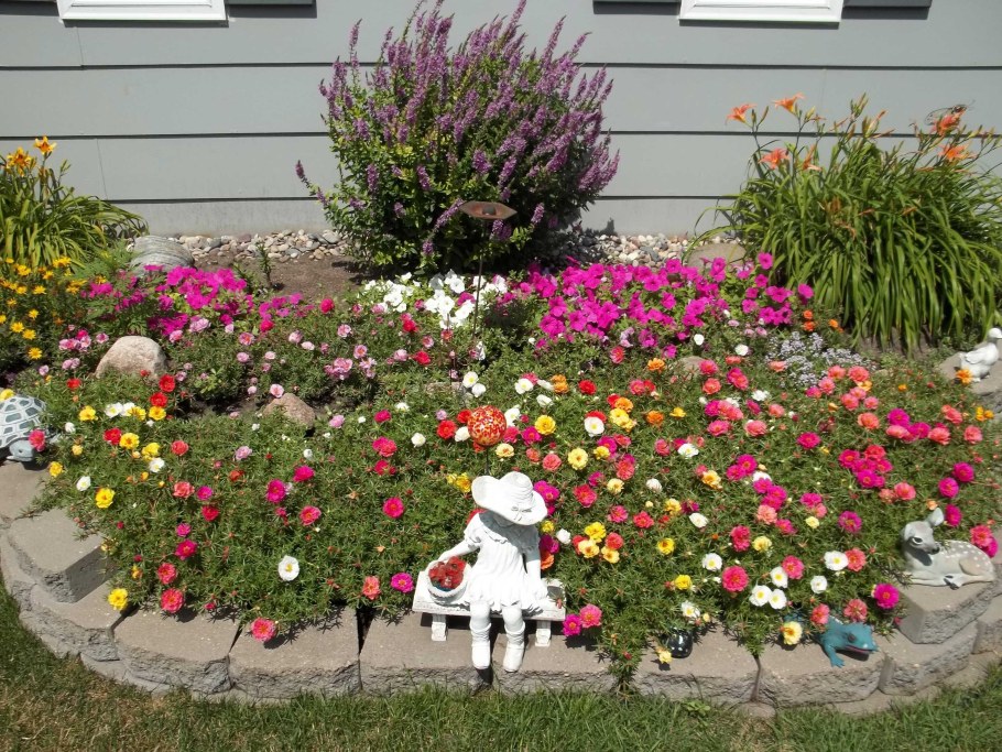 Портулак махровый на клумбе