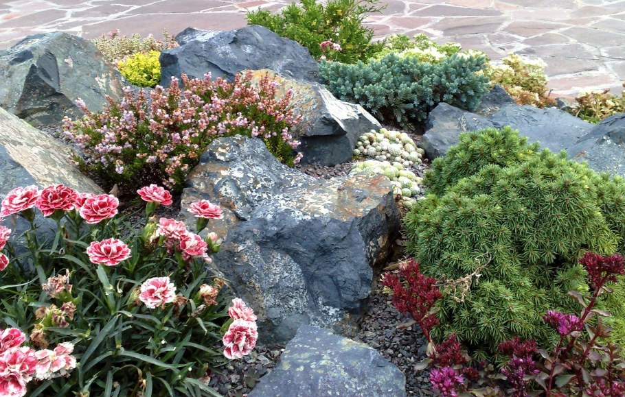 Портулак на альпийской Горке