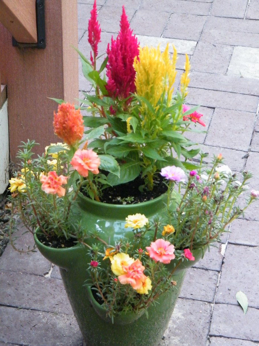 Целозия на клумбе