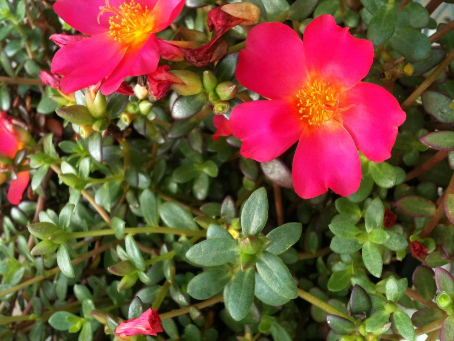 Портулак Сандал алый