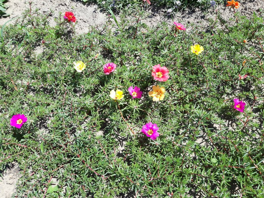 Цветы портулак в клумбах