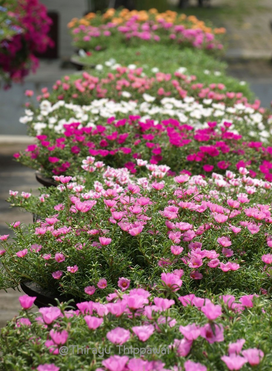 Портулак розовый