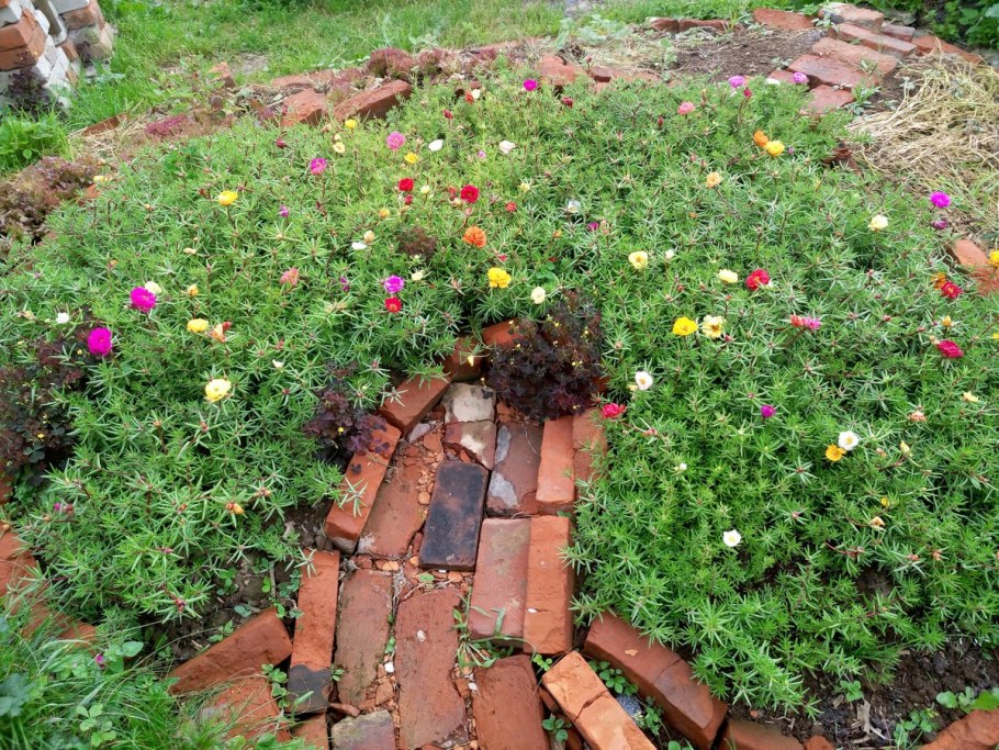 Портулак Княжеский