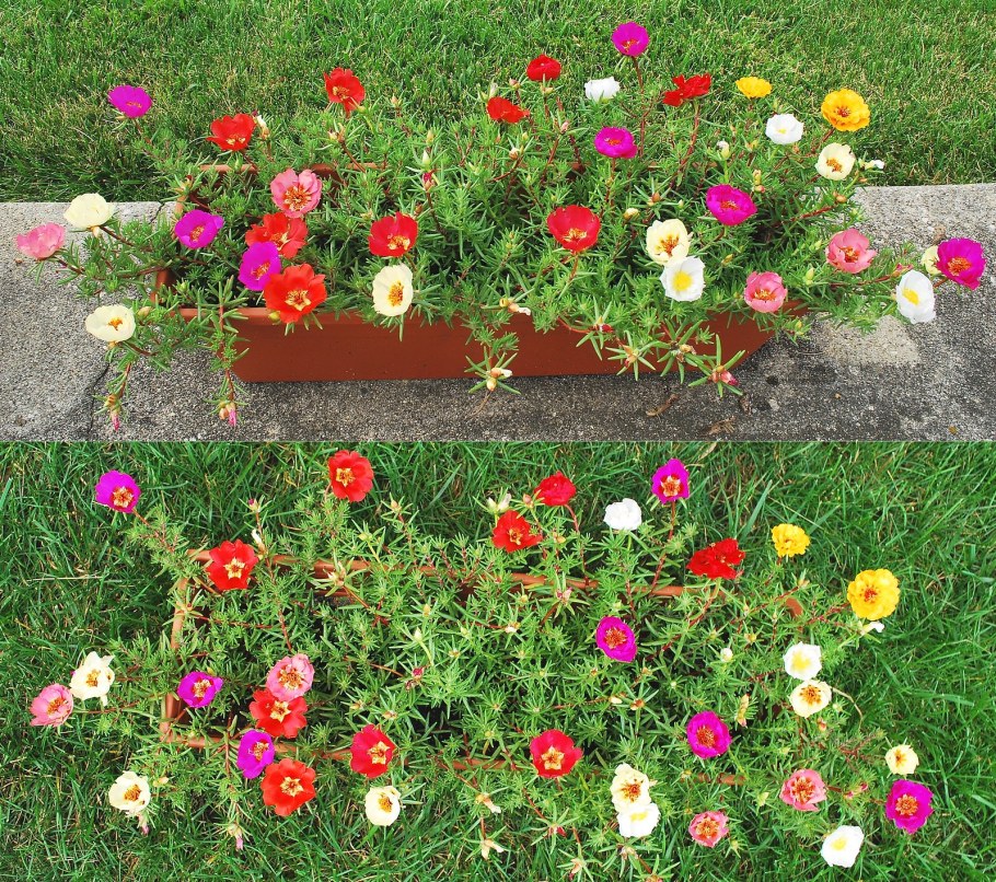 Цветы портулак в клумбах