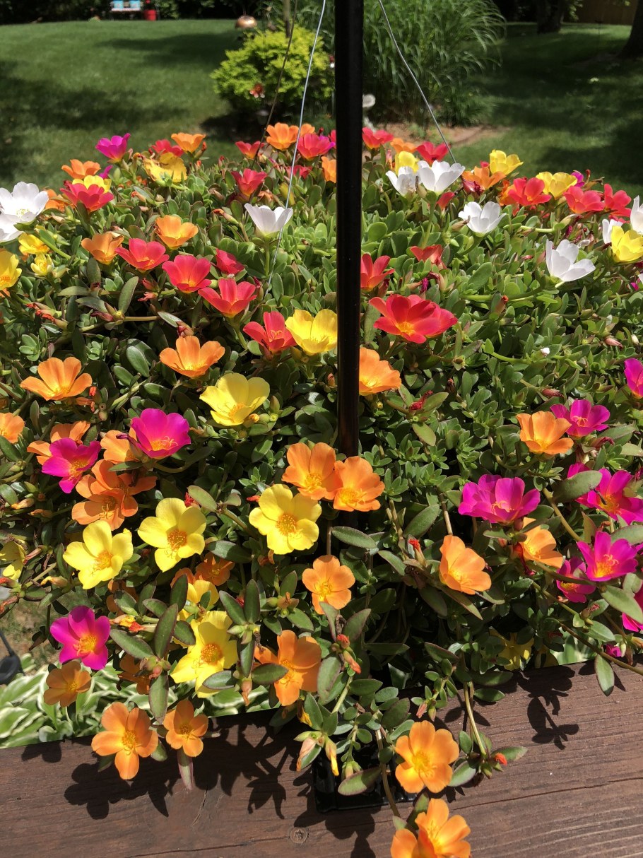 Портулак ампельный