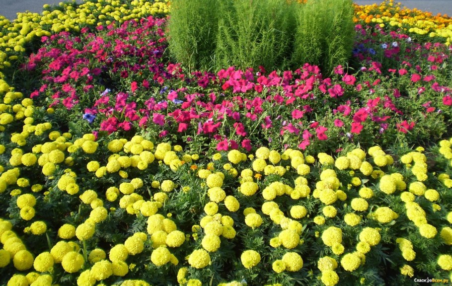 Портулак Тагетес