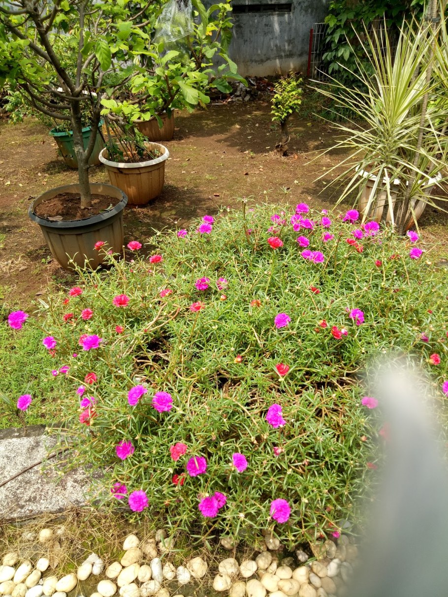 Портулак ампельный многолетний