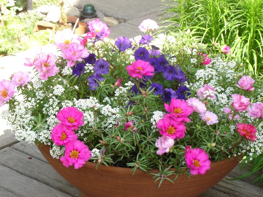 Портулак ампельный