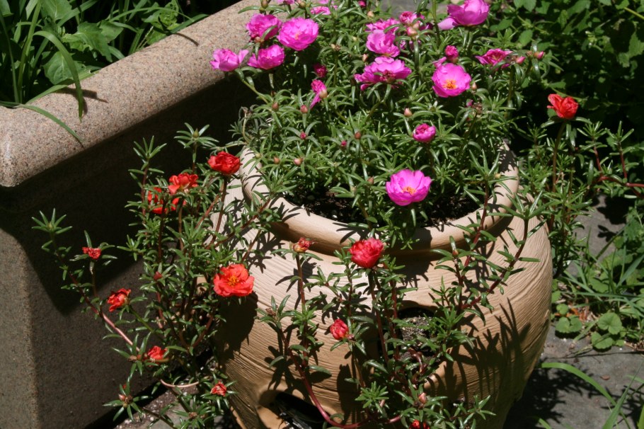 Петуния и портулак