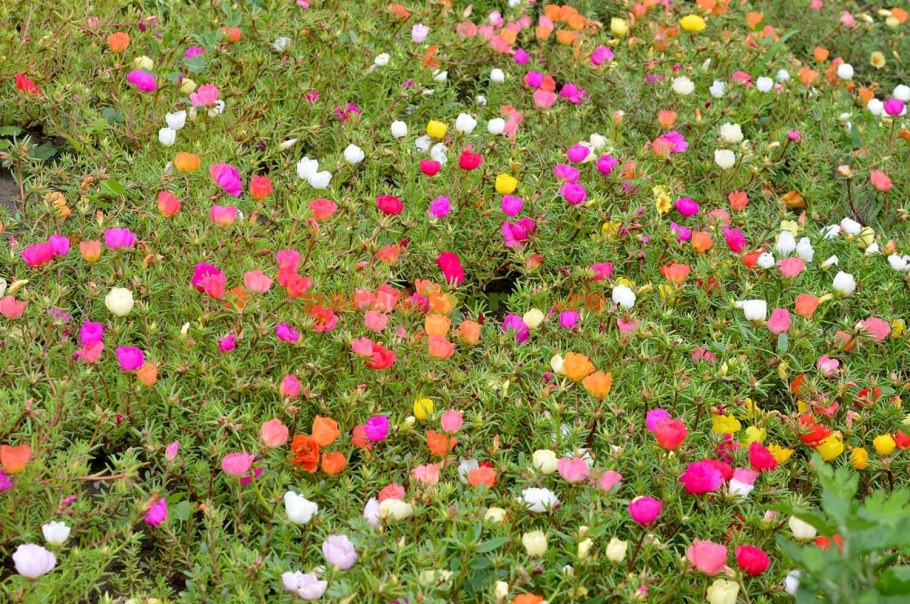 Портулак Соня