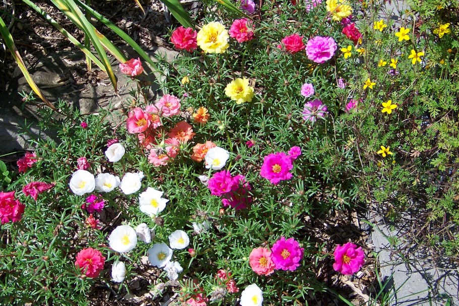 Портулак фламенко махровый