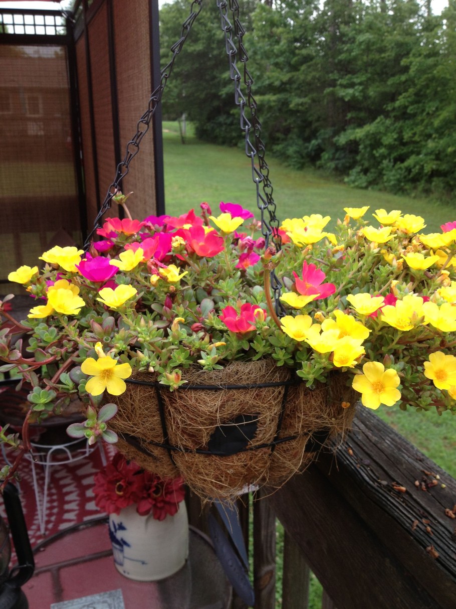 Портулак ампельный