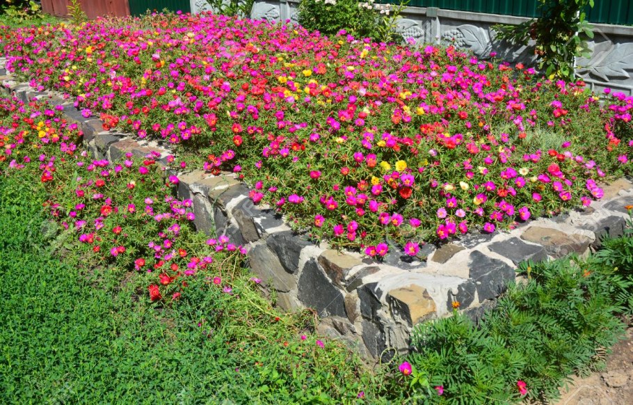 Вертикальное Озеленение портулак