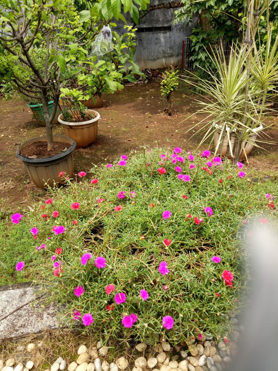 Портулак текила черри