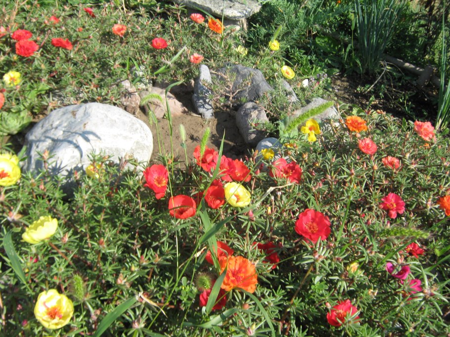 Портулак феерия махровый * 0,01 г серия Альпийская горка