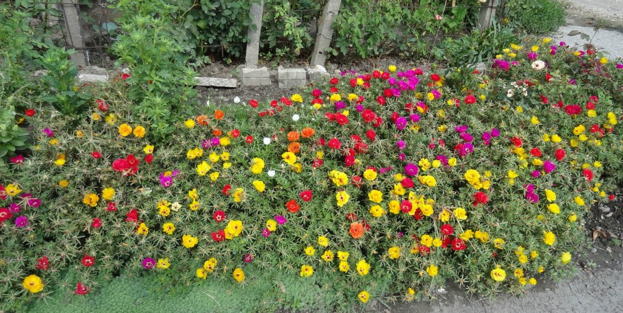 Портулак самосев