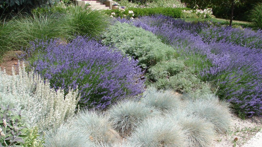 Овсяница фестука сизая