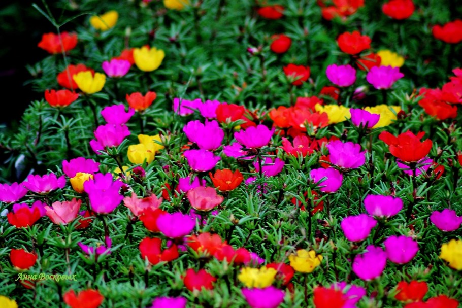 Портулак цветы многолетники