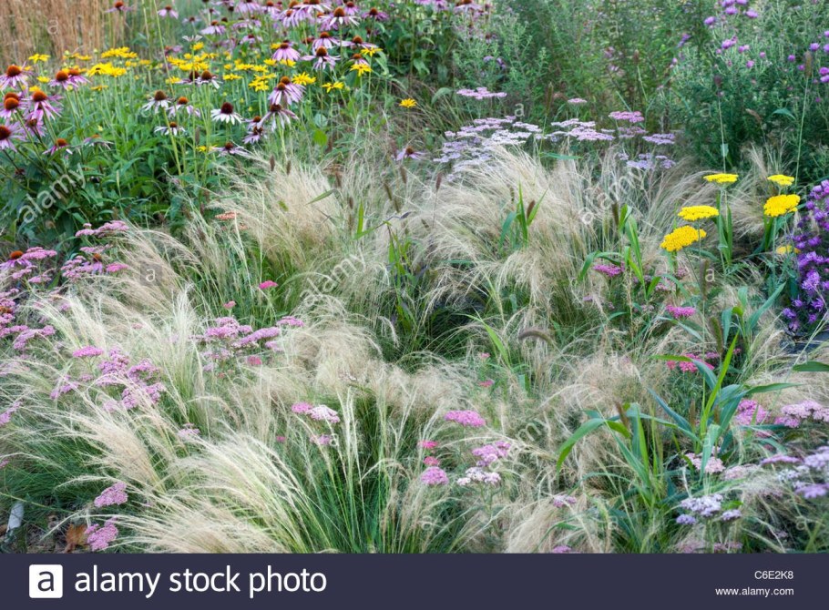 Ковыль вейниковый