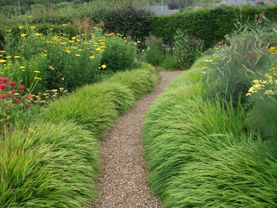 Коротконожка Лесная